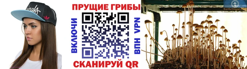 Галлюциногенные грибы Psilocybe  Рузаевка 